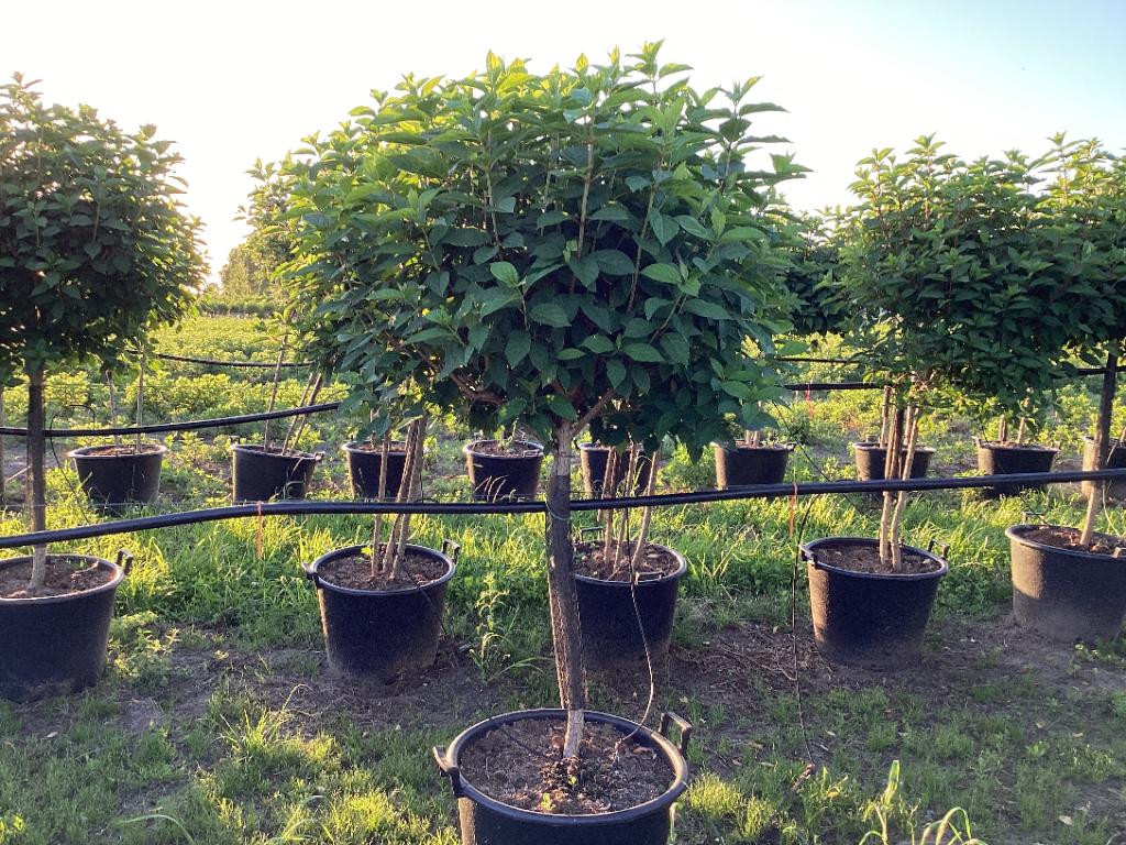 Hydrangea paniculata 'LimeLight€™ Tree 65L 170-190cm