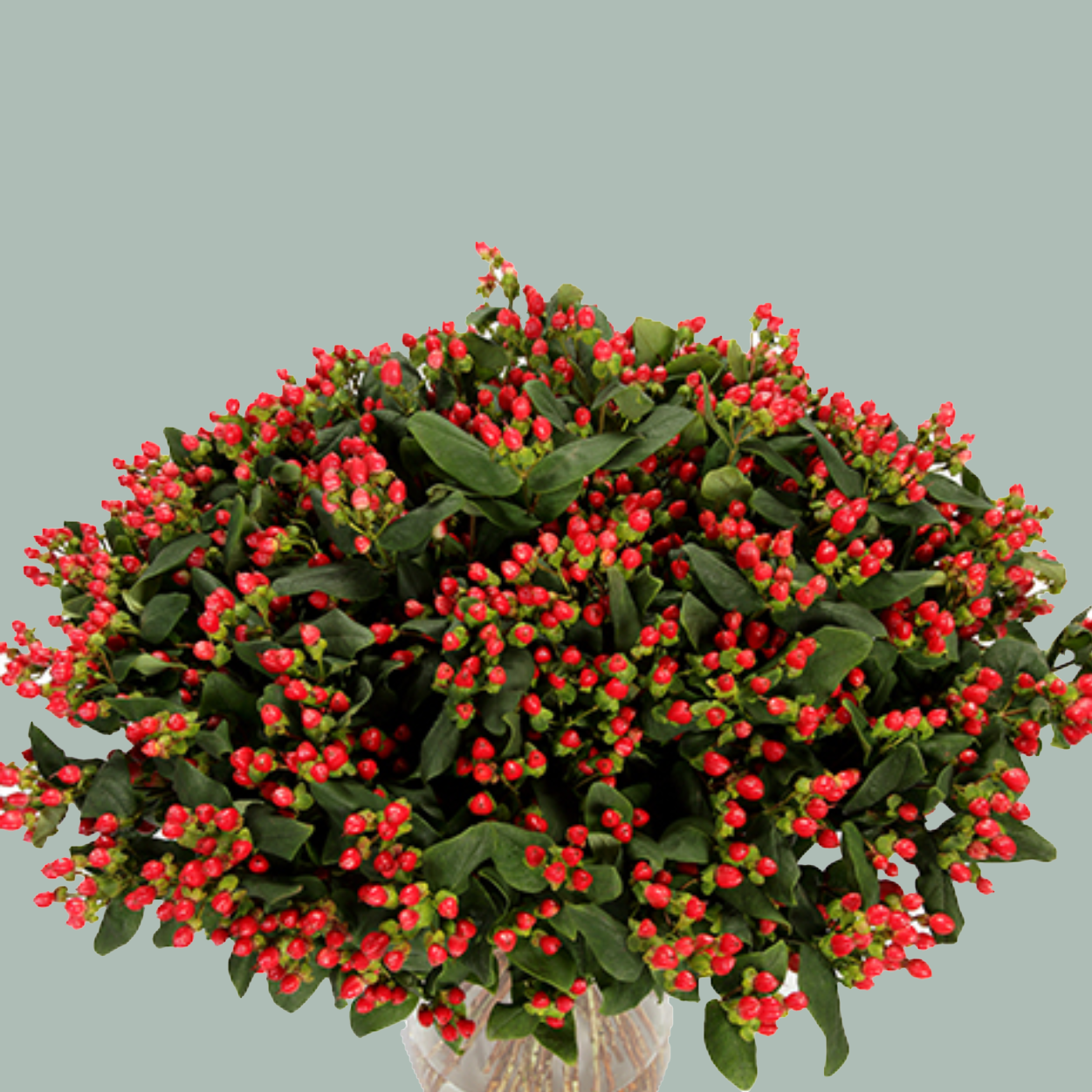 Red Hypericum Coco Diablo Cut Flowers – 60cm Stems