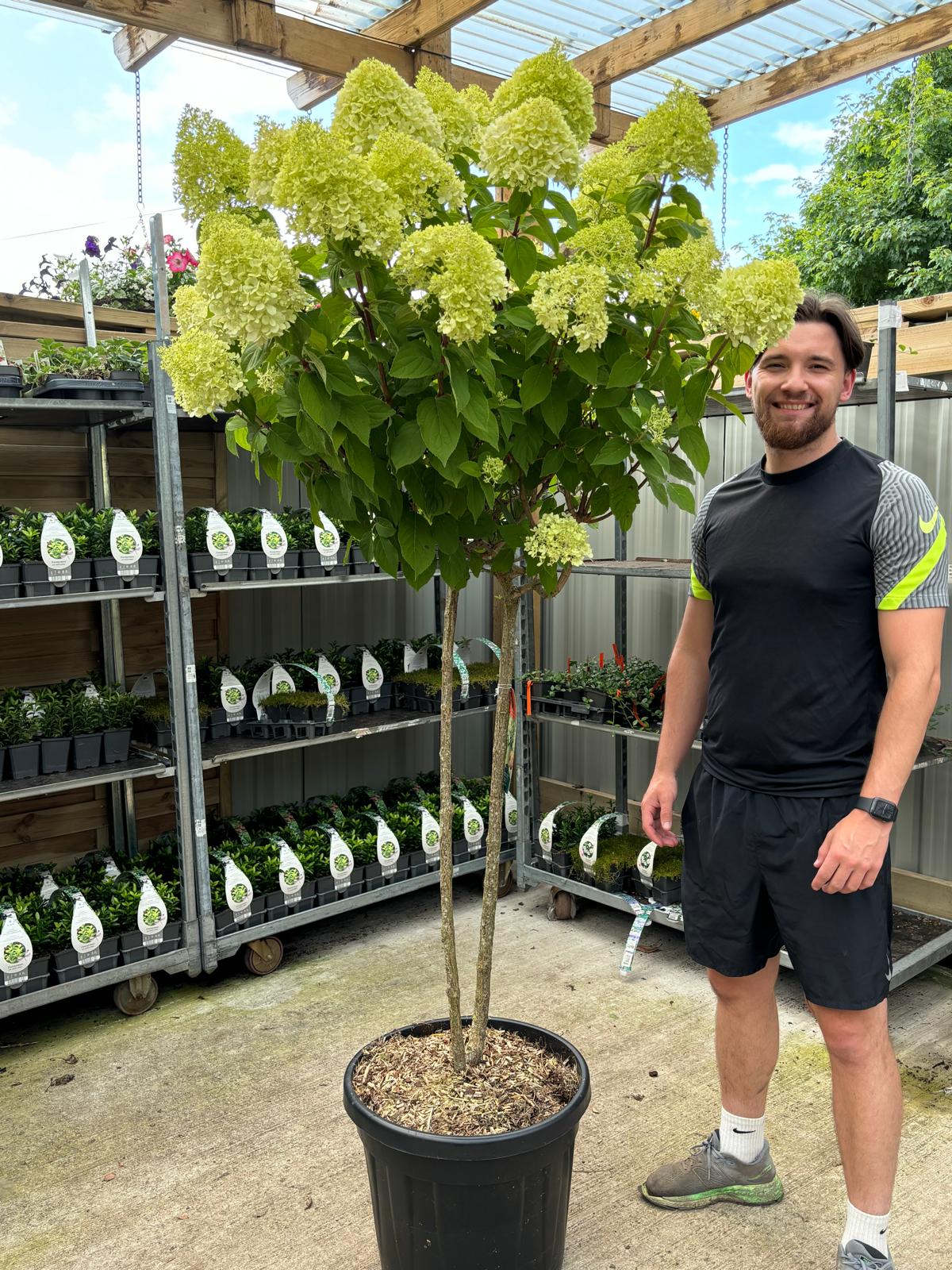 Hydrangea paniculata 'LimeLight€™ Multistem Tree 12L-45L