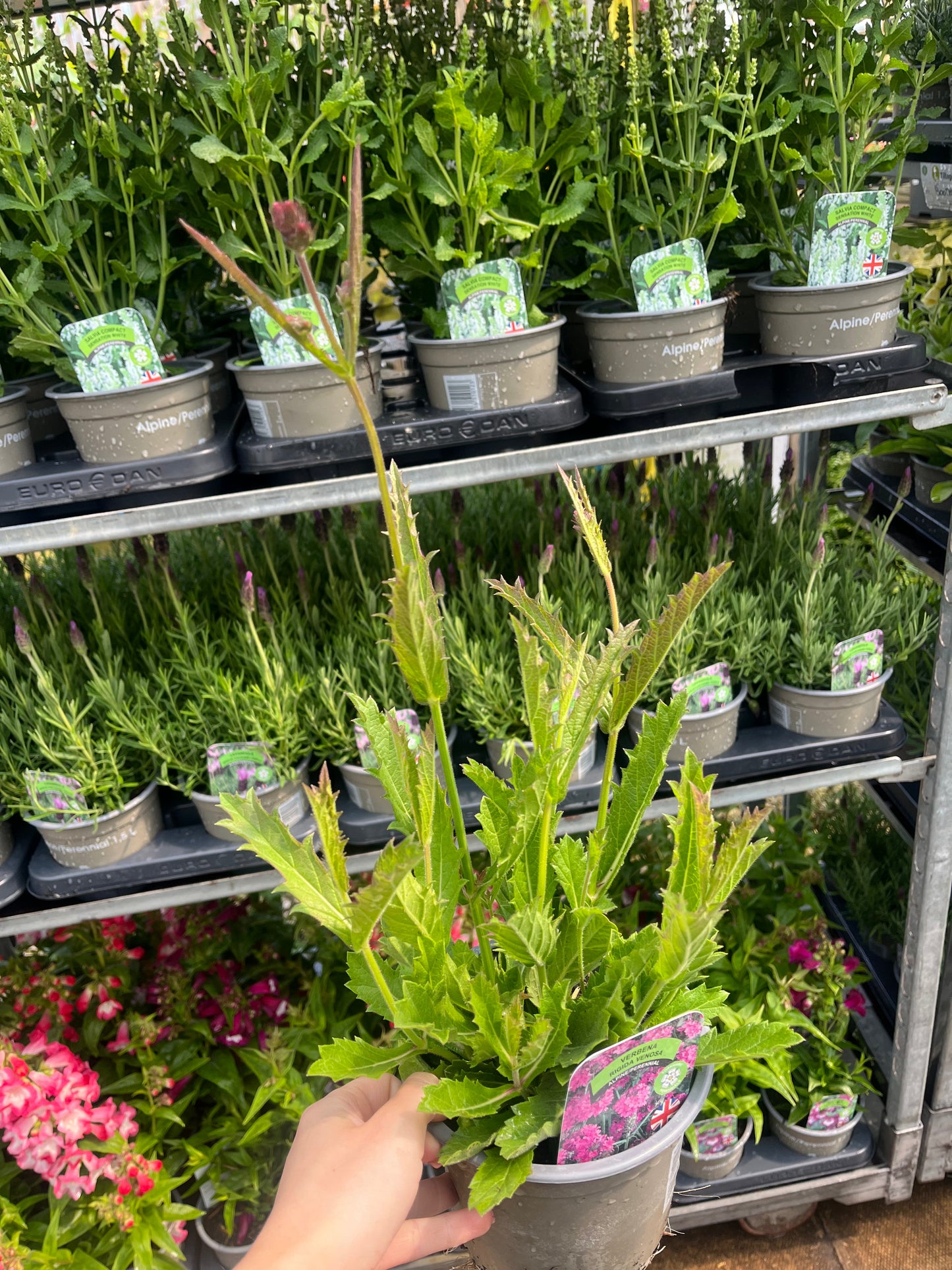Verbena 'Rigida' 9cm/1.5L/2L