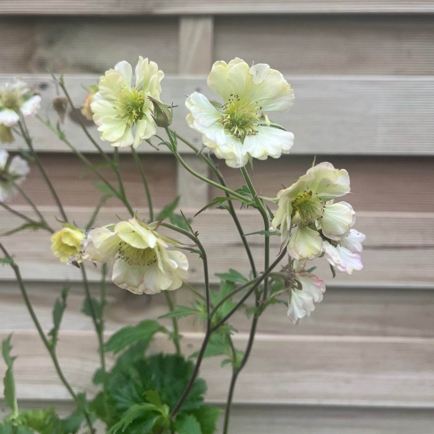 Geum pretticoats peach 3L