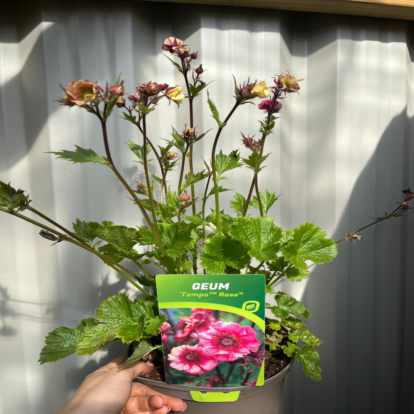 Geum 'Tempo Rose' 2L