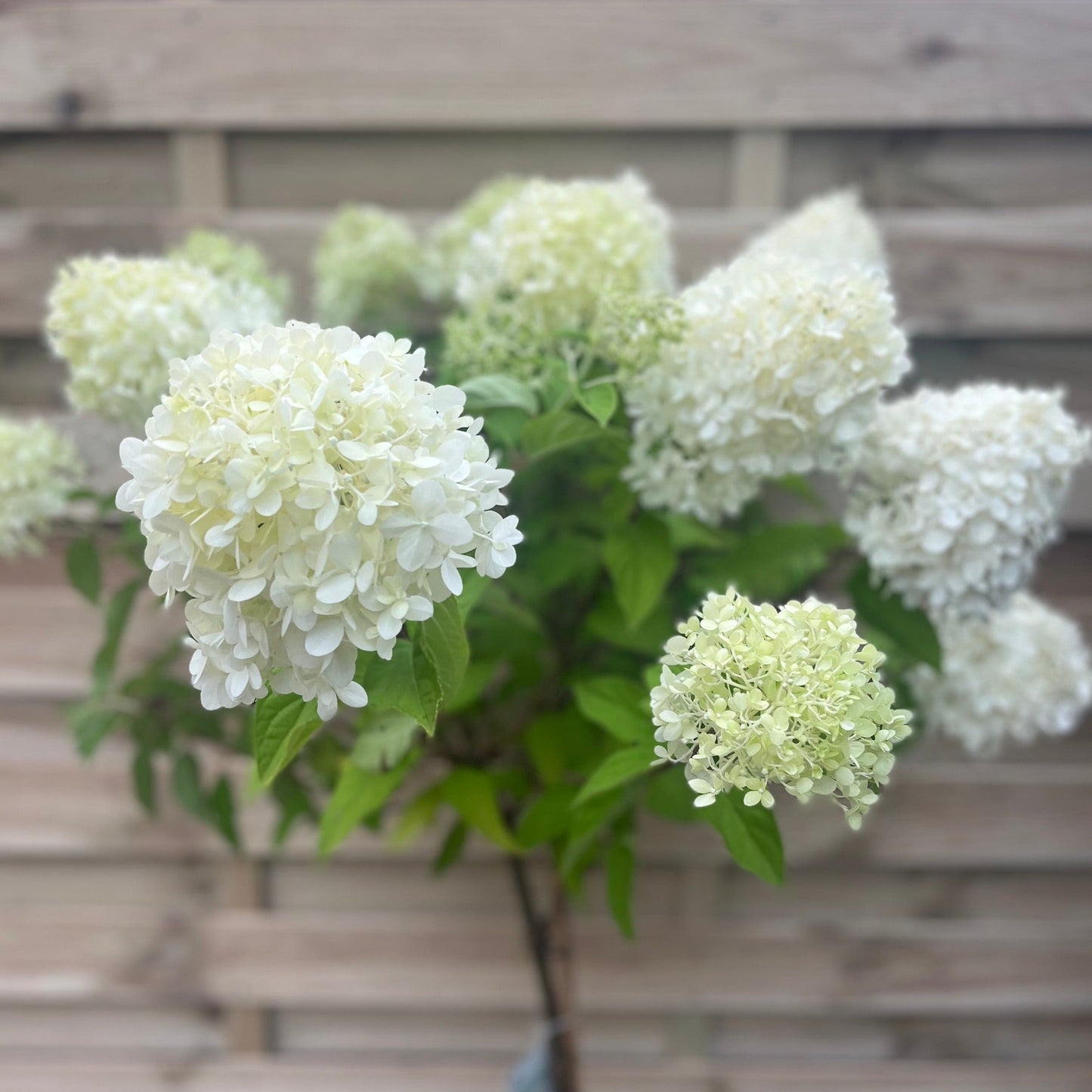Hydrangea paniculata 'LimeLight€™ Tree