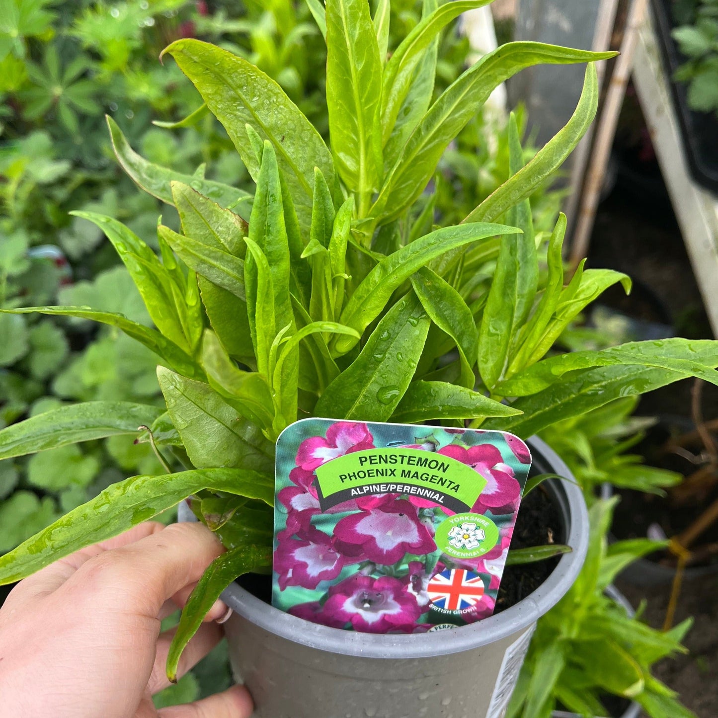 Penstemon €˜Phoenix Magenta€™ 1.5L