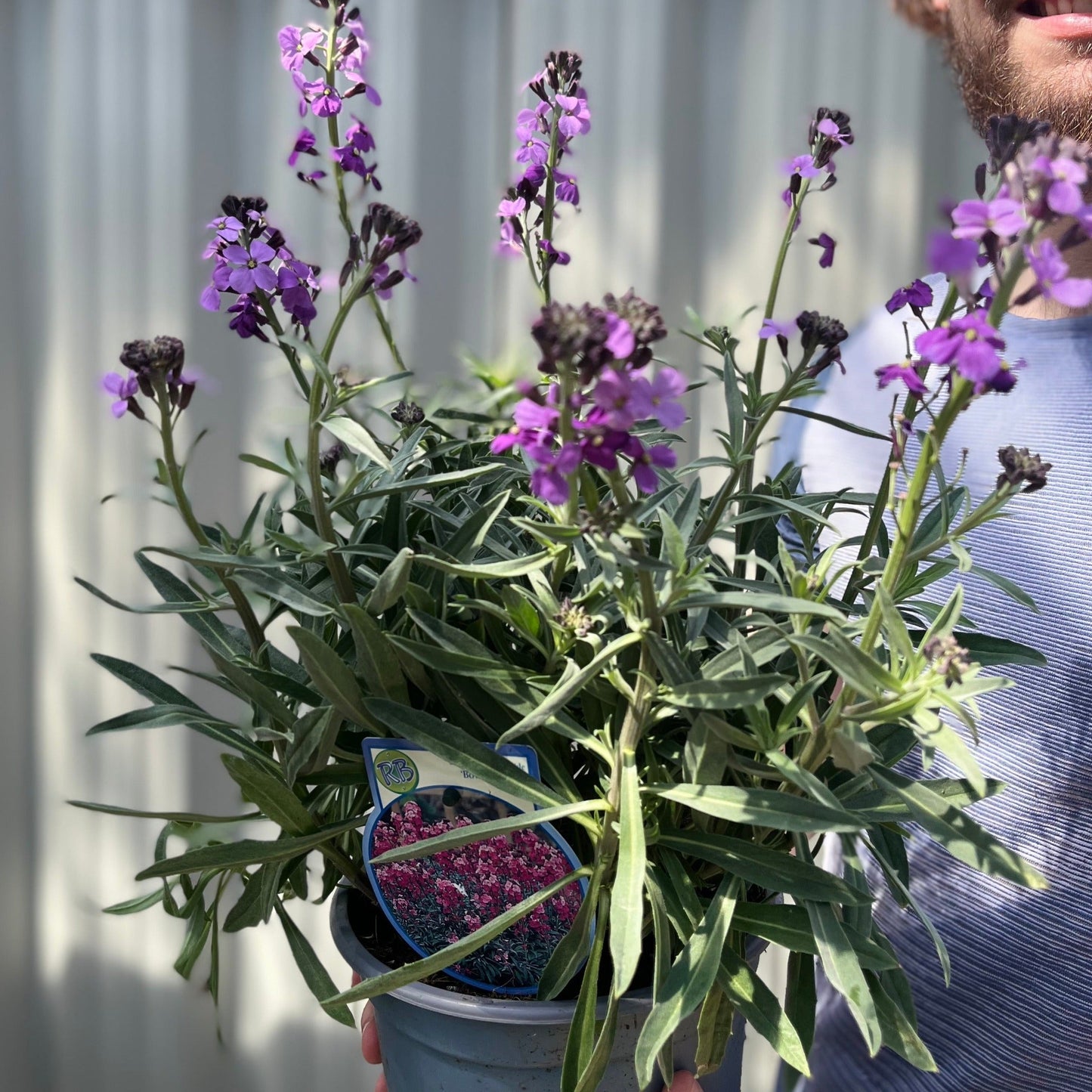 Erysimum 'Bowles Mauve' (Three Sizes Available)