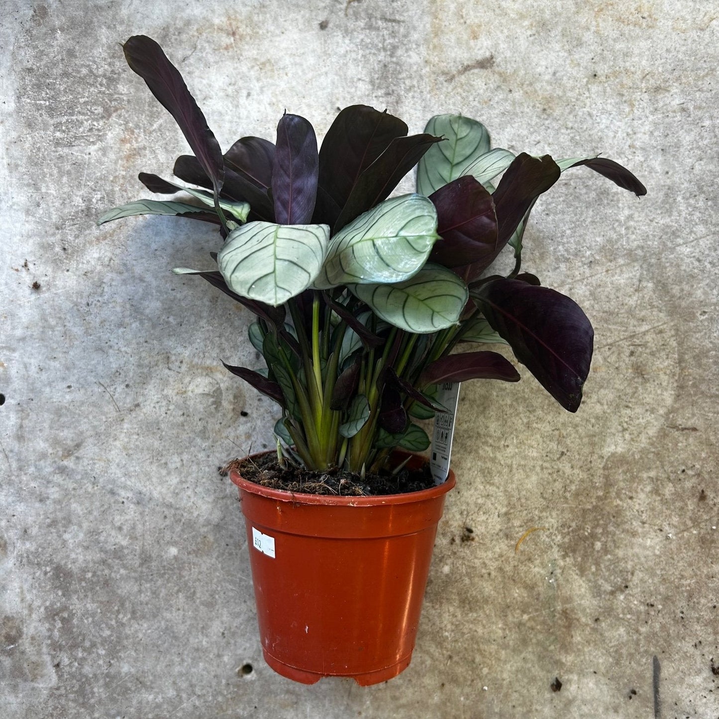Azalea 'Geisha Red' 1/2L