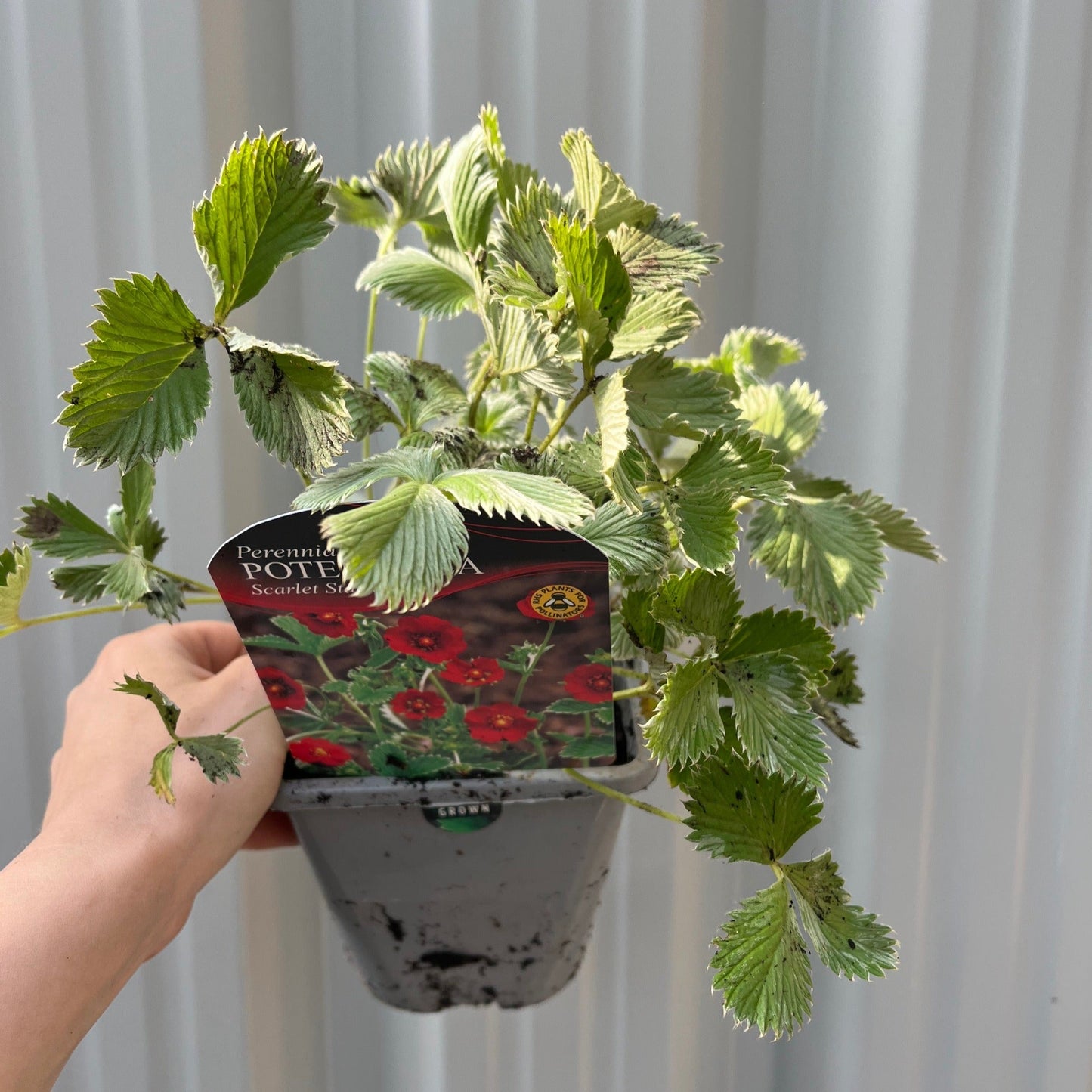 Potentilla Scarlet Starlit 1L