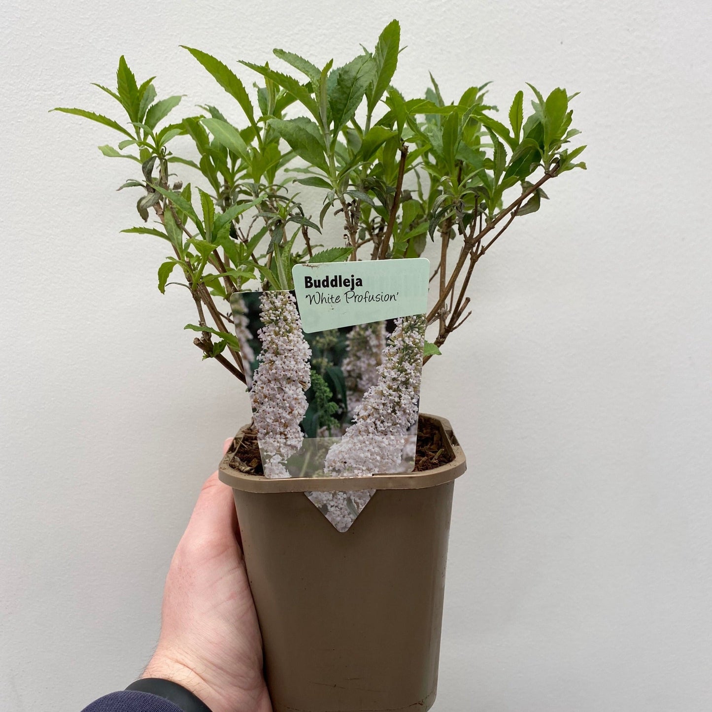 Buddleja davidii 'Manho White€™ 1L / 2L