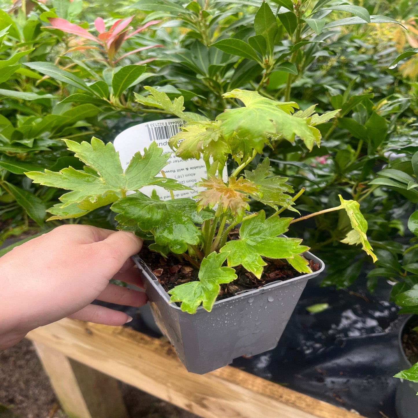 Delphinium pacific Hybrids Mixed 9cm