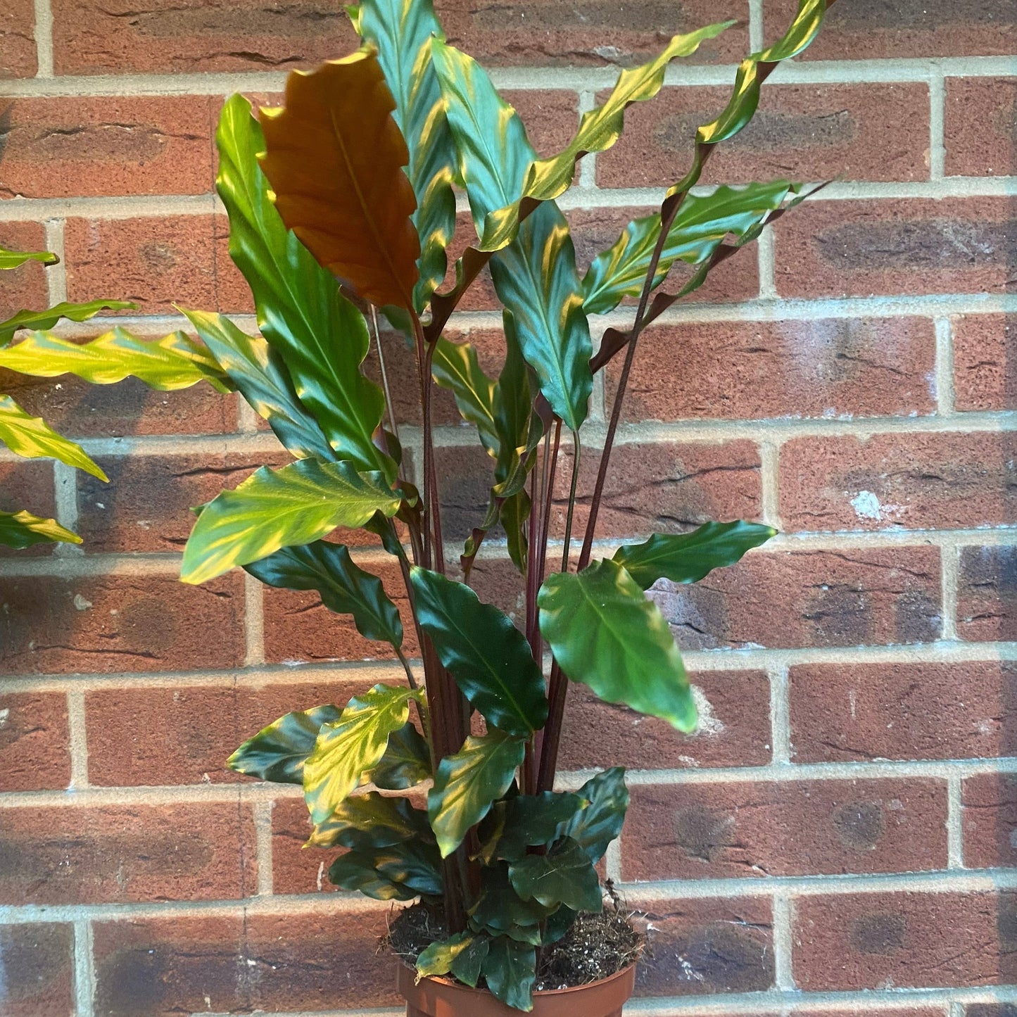 Calathea Tropistar