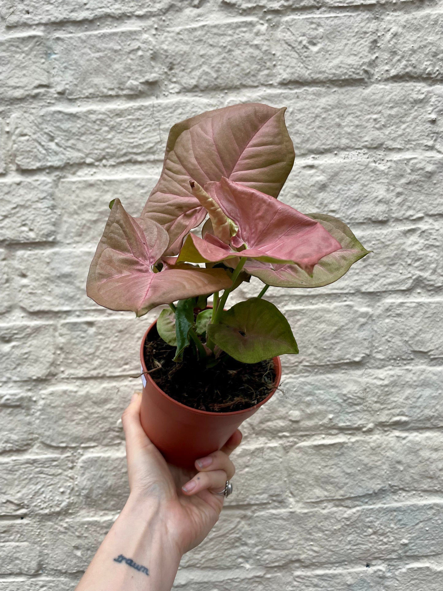 Viburnum plicatum 'Mariesii' 5L