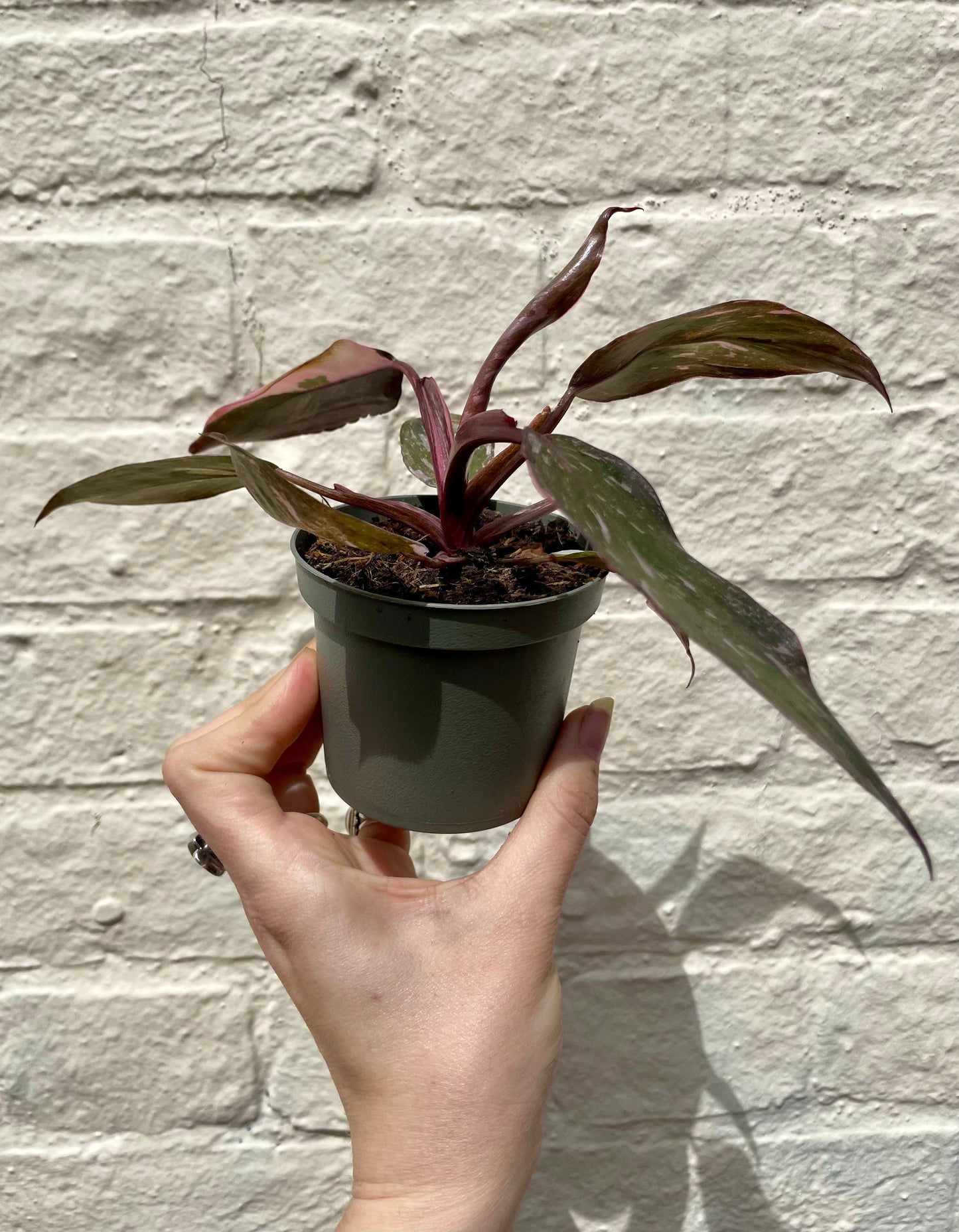 Alocasia (Elephant's Ear) 35-40cm