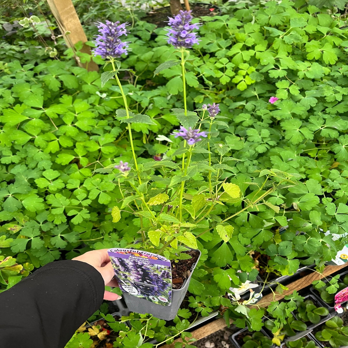 AGASTACHE foeniculum 'Black Adder' 9cm