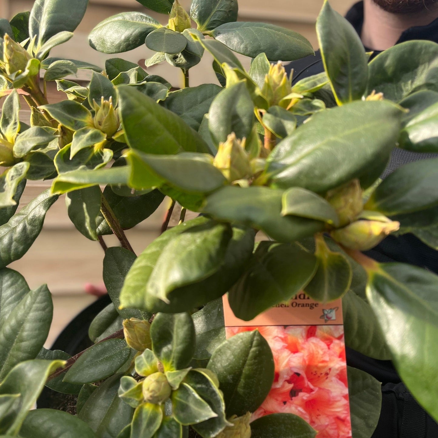 Rhododendron 'Tortoischell Orange' 5L
