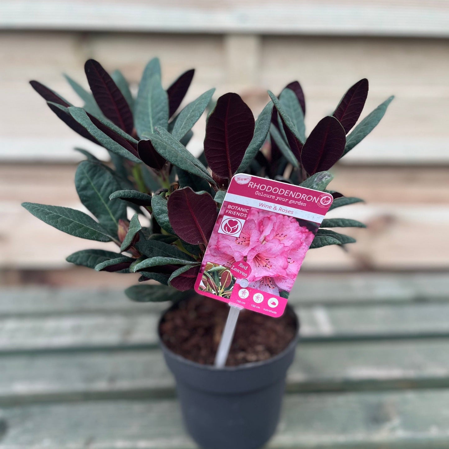Rhododendron Wine and Roses (2 Sizes)