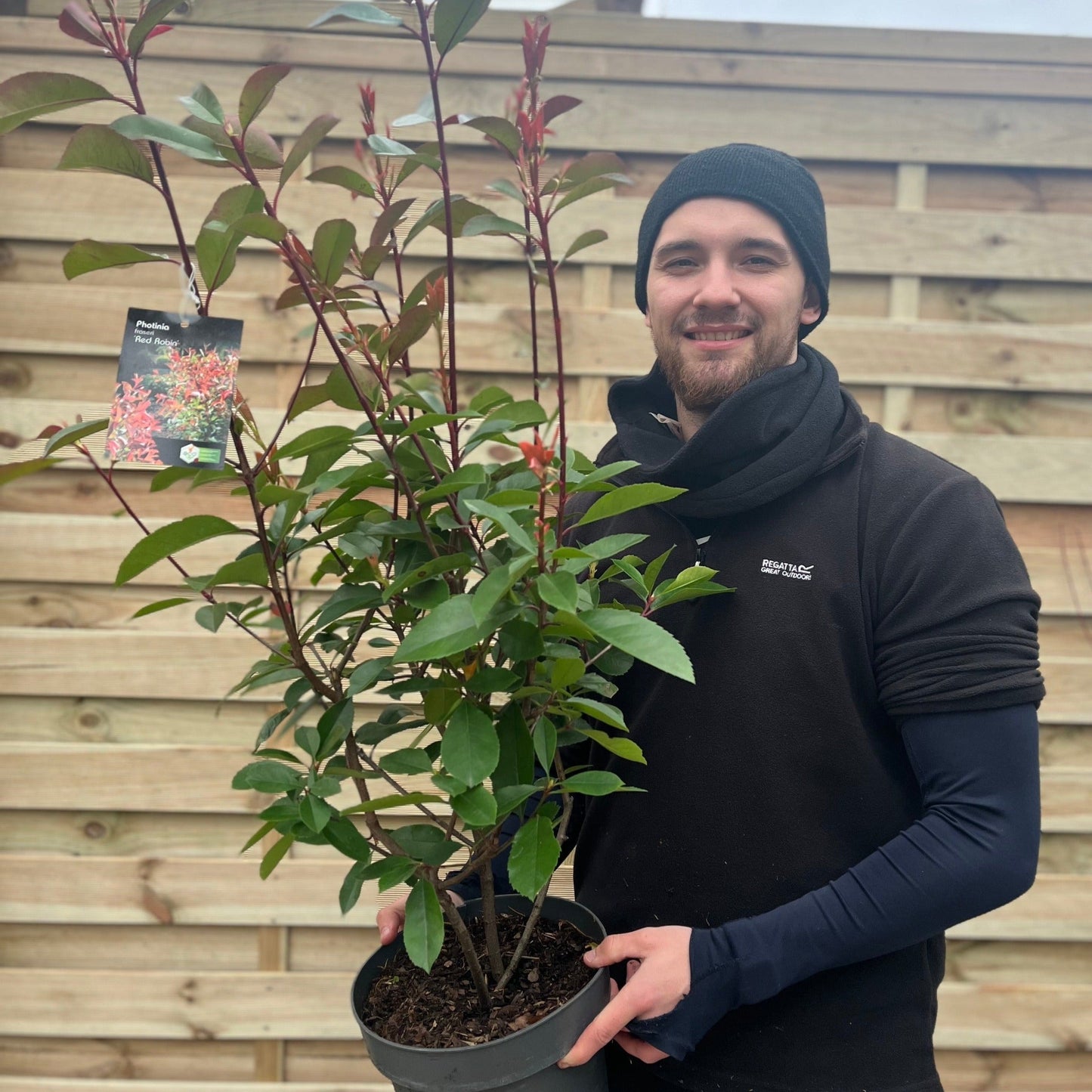 Photinia x fraseri 'Red Robin'
