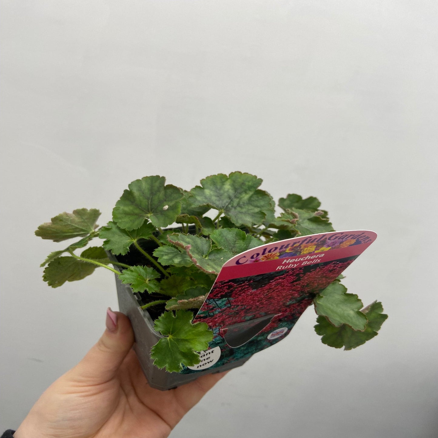 Heuchera 'Ruby Bells' 9cm/2L Growers Pot
