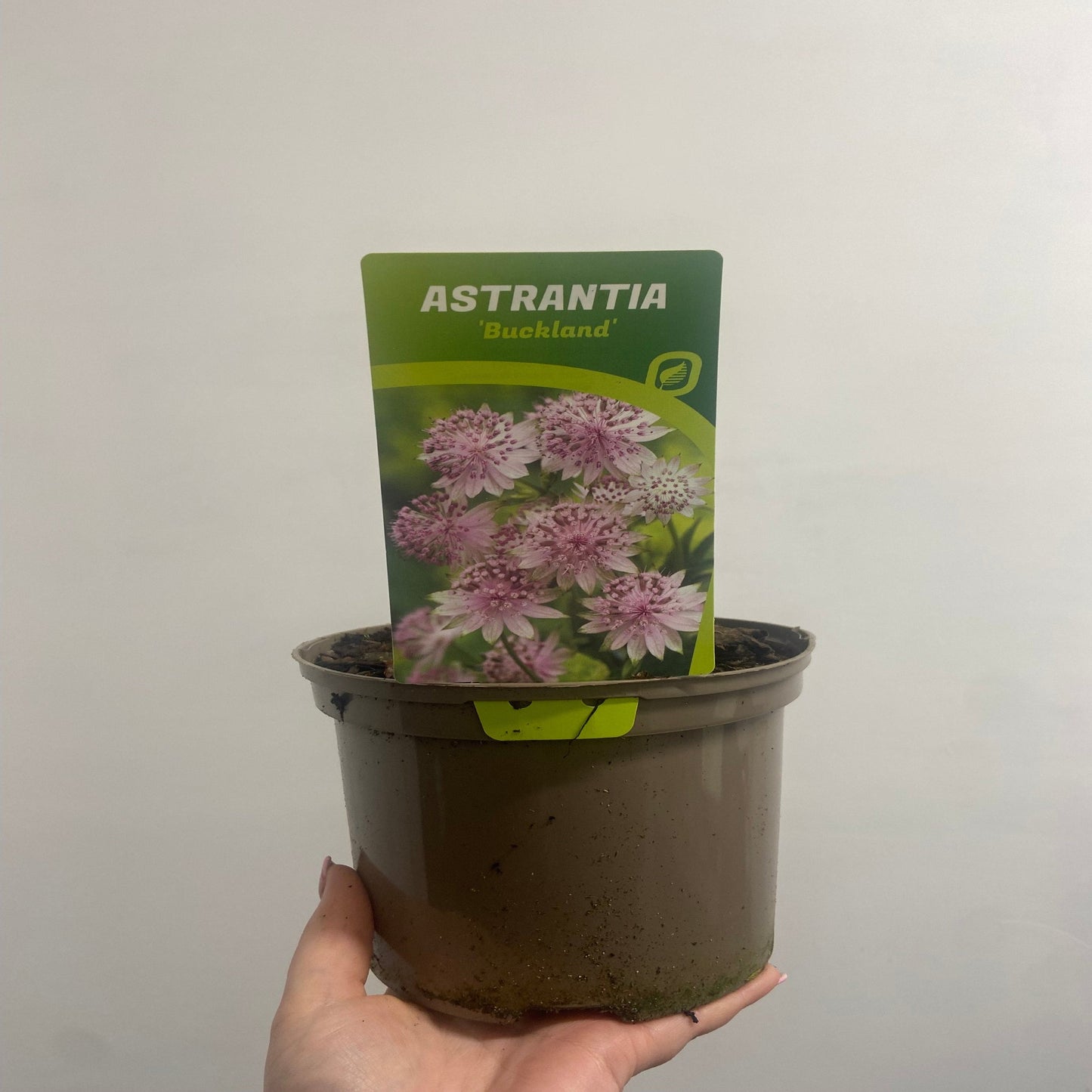 Astrantia major €˜Buckland' 2L