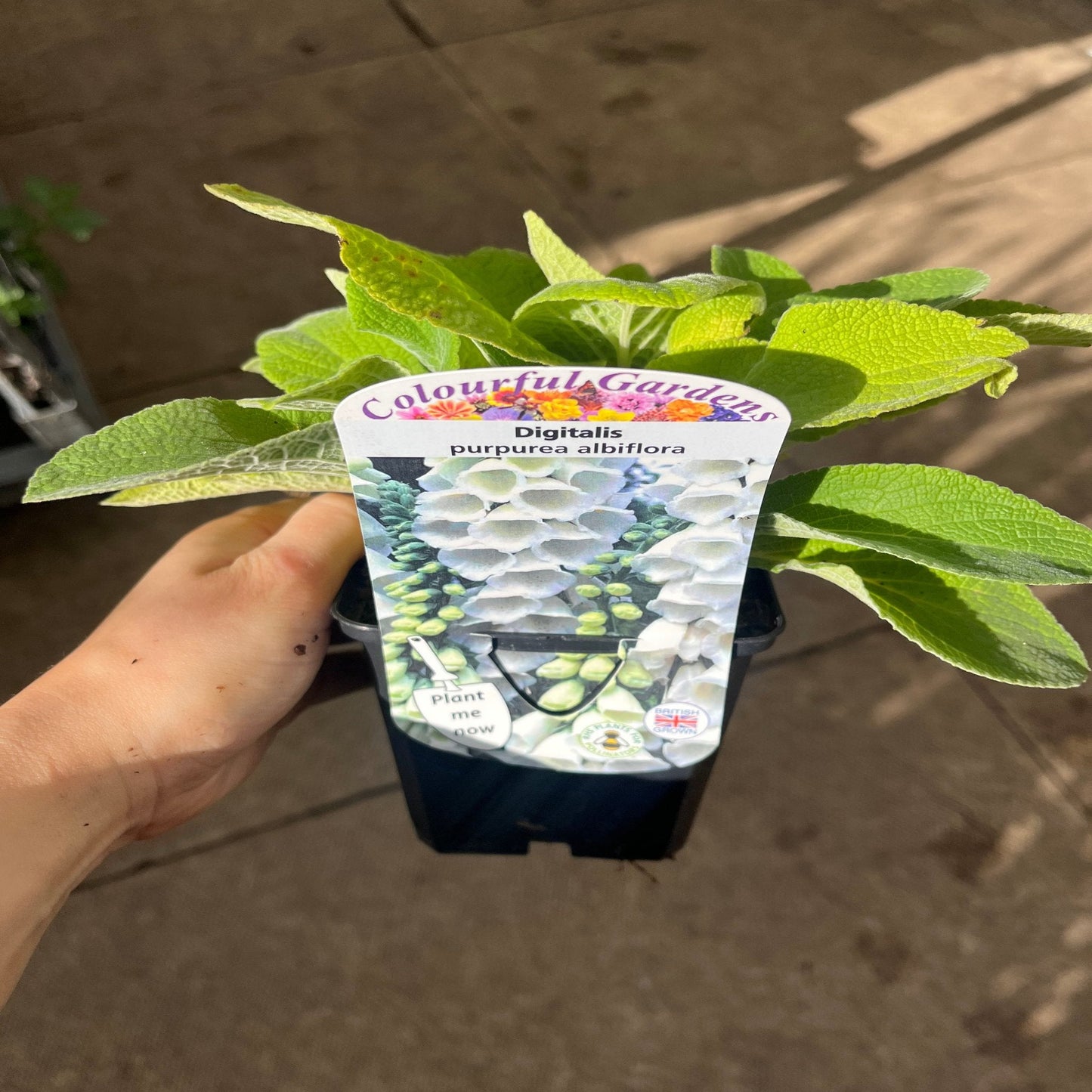 Digitalis purpurea White/Alba 9cm