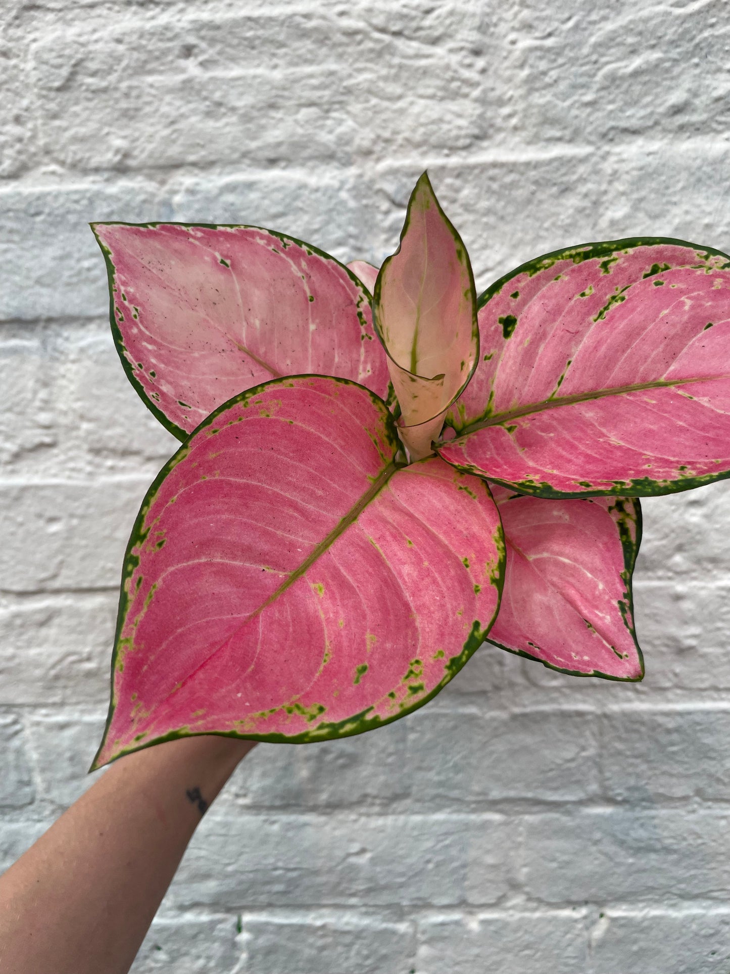 Lavatera 'Burgundy Wine' 2L