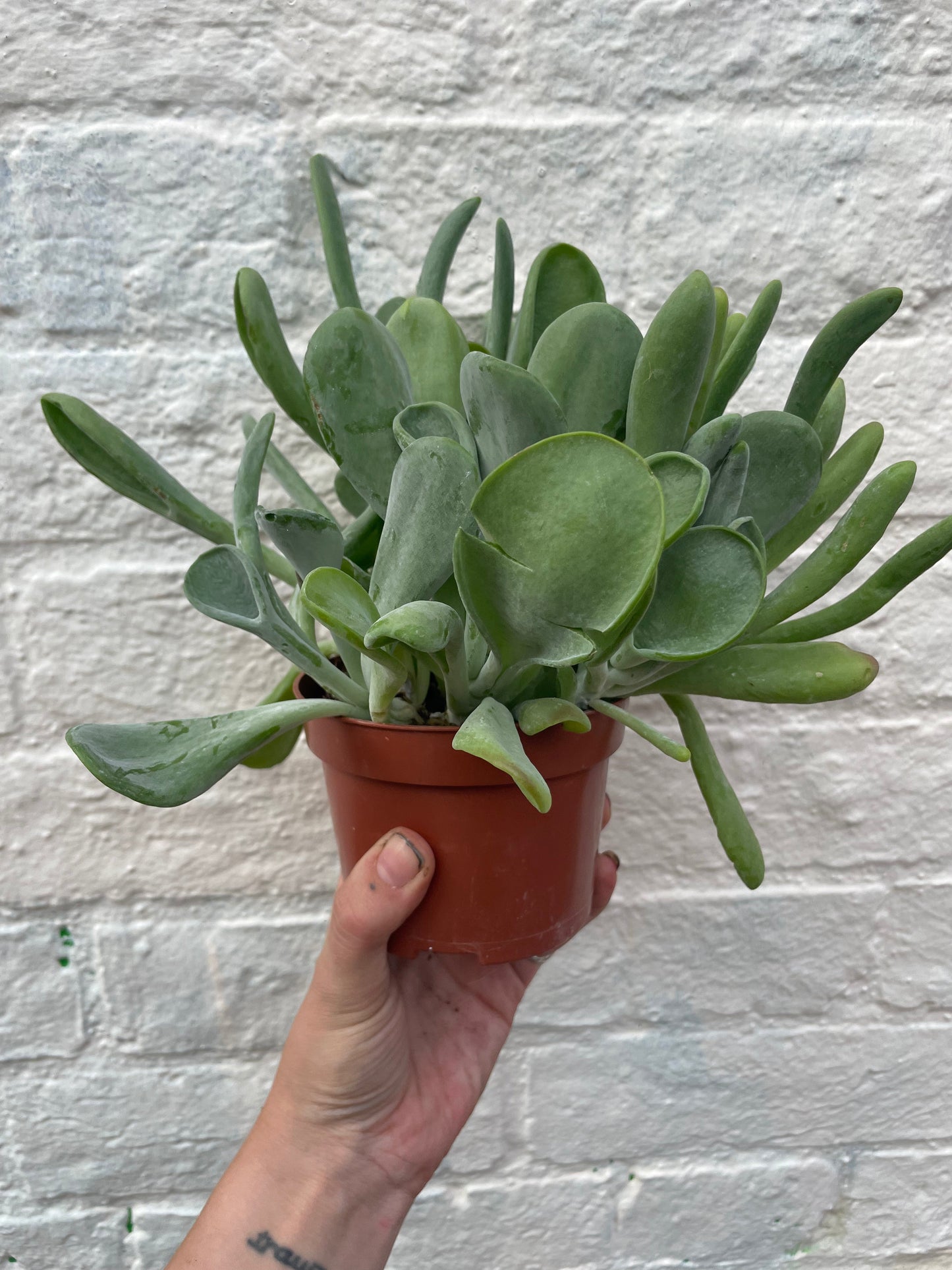 Saxifraga 'Peter Pan' 2L