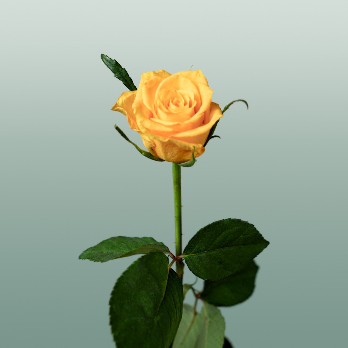 Rose - Rosa - Jackpot+