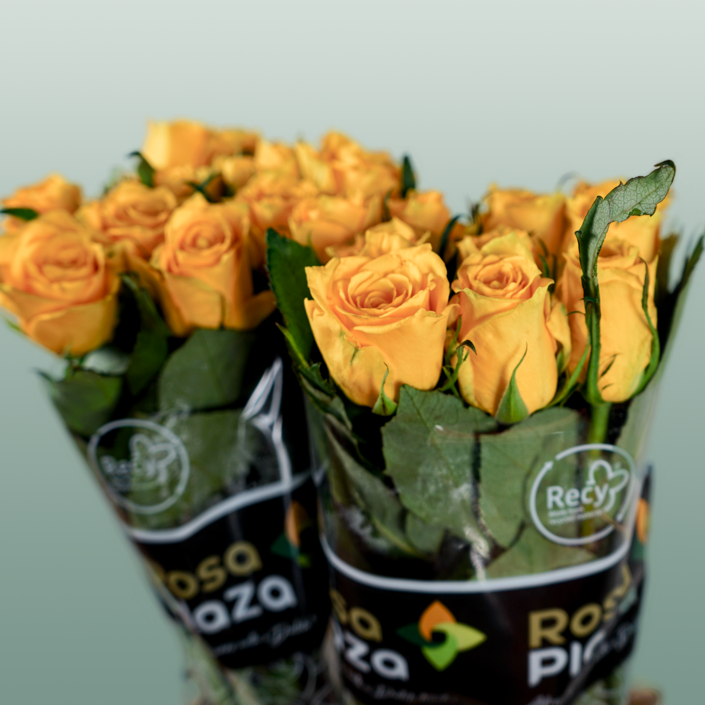 Rose - Rosa - Jackpot+