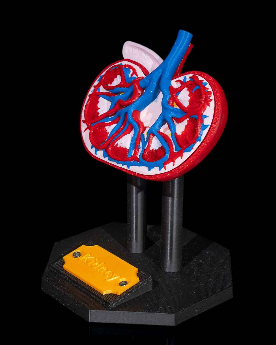 Kidney educational model