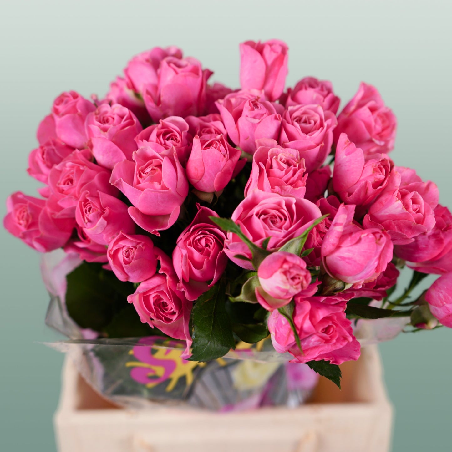 Spray Rose - Rosa - Lianne