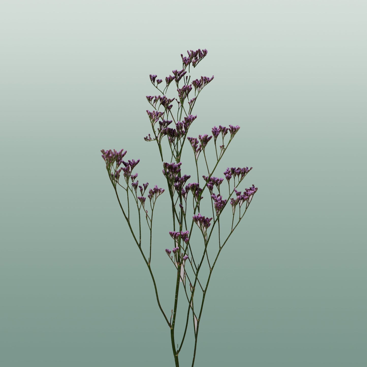 Limonium Safora Dark Blue (25 Stems)