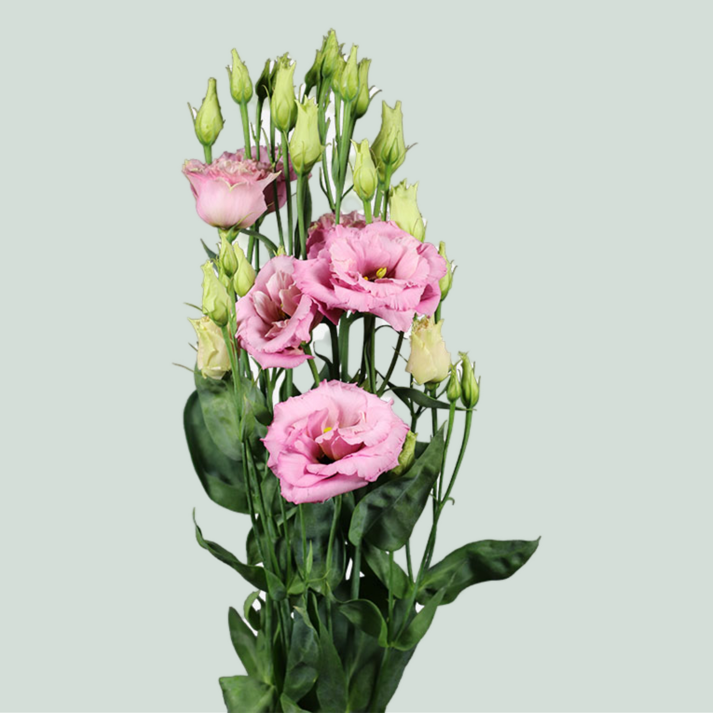 Lisianthus Alissa Light Pink