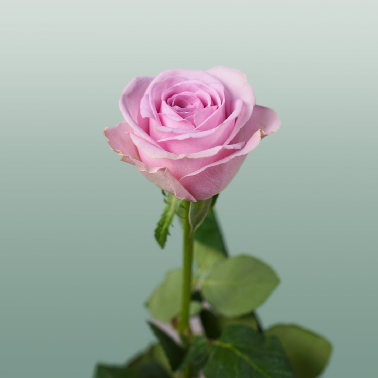 Rose - Rosa - Lovely Aqua
