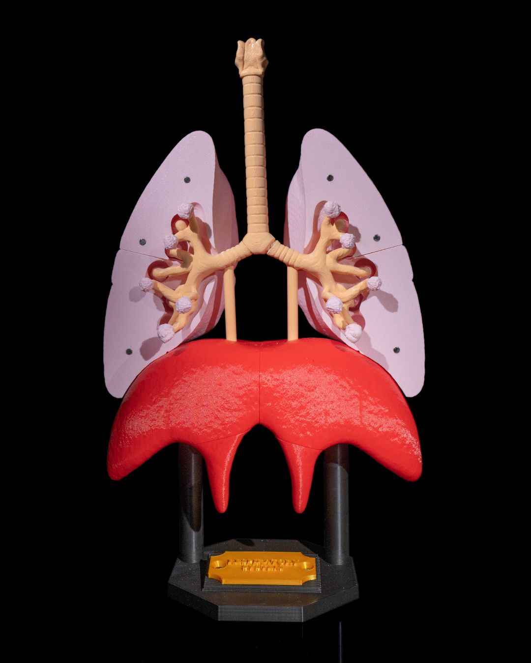 Lung Anatomical educational model