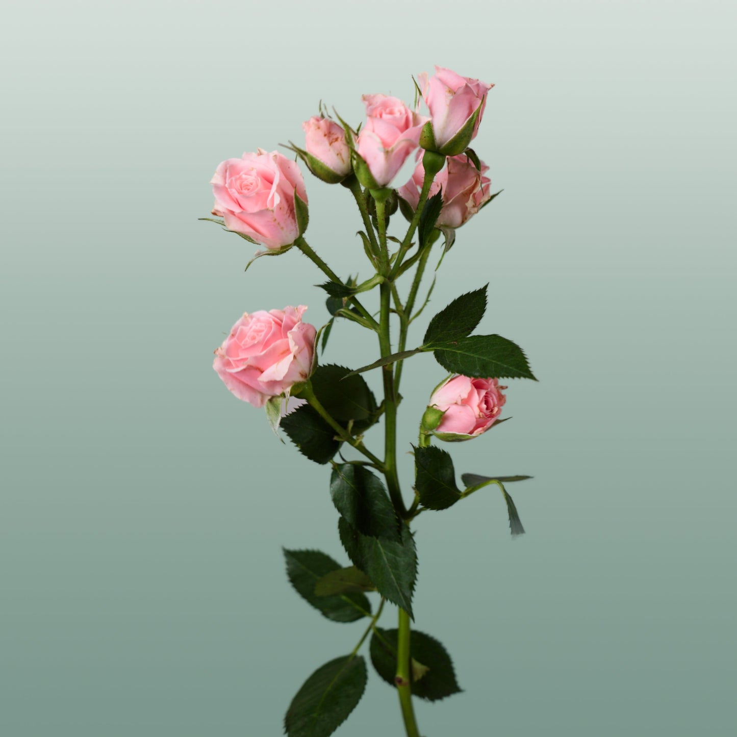 Spray Rose - Rosa - Lydia