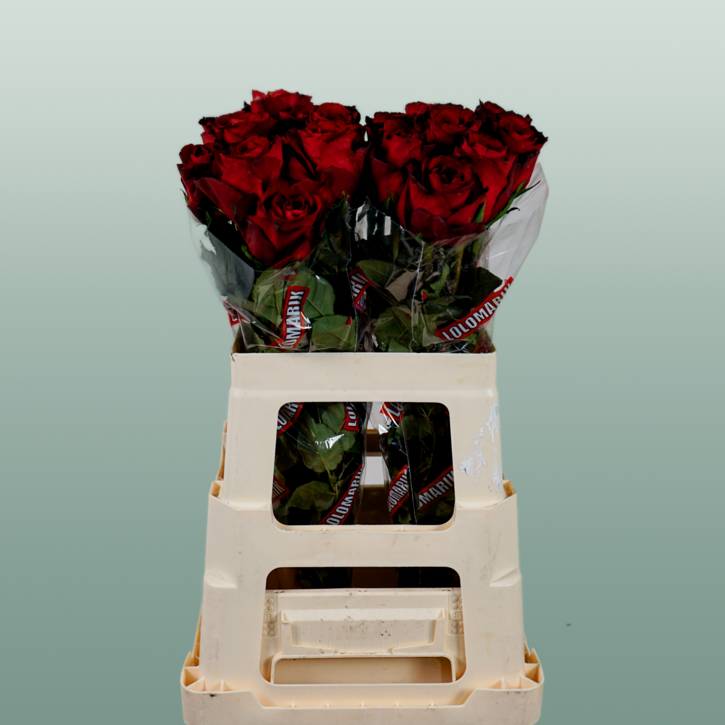 Rose - Rosa - Madam Red