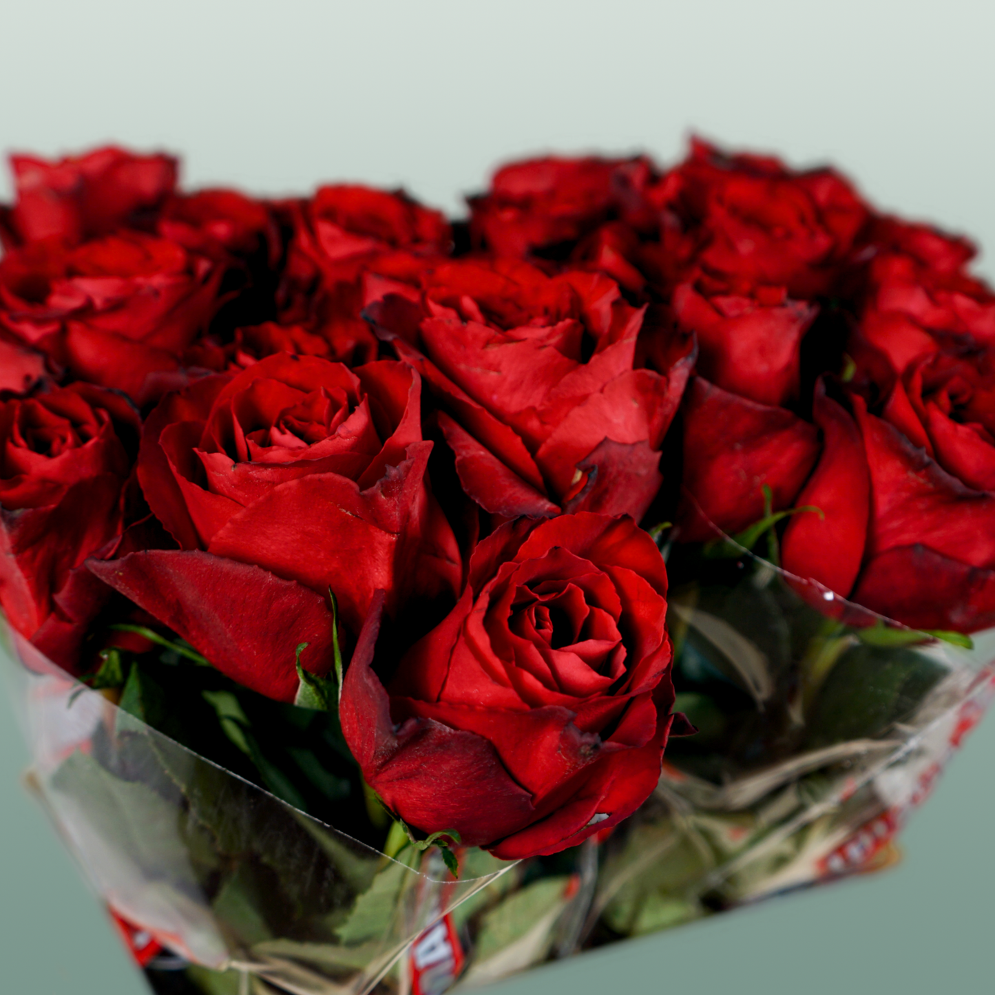 Rose - Rosa - Madam Red