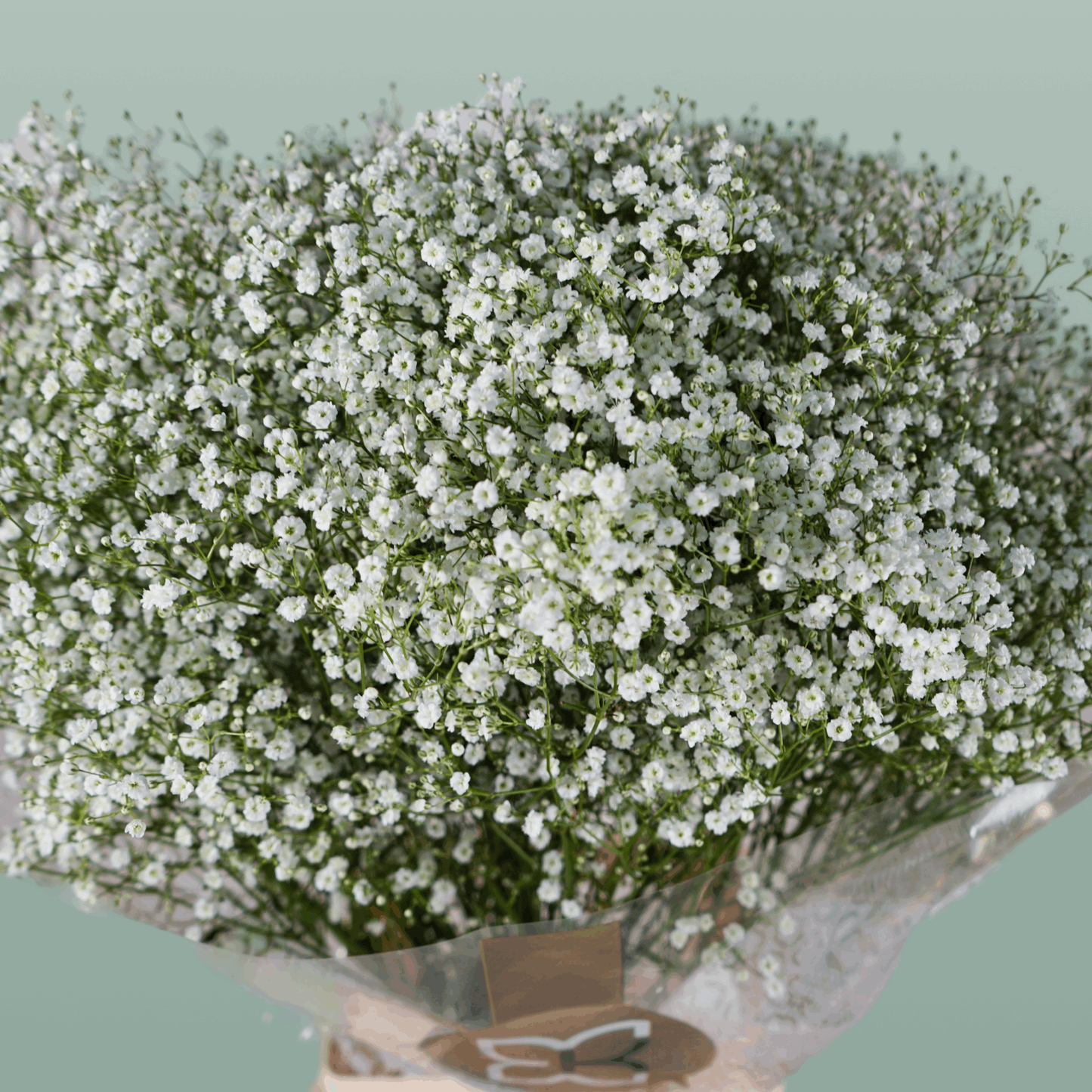 Gypsophila Zinzi Discovery
