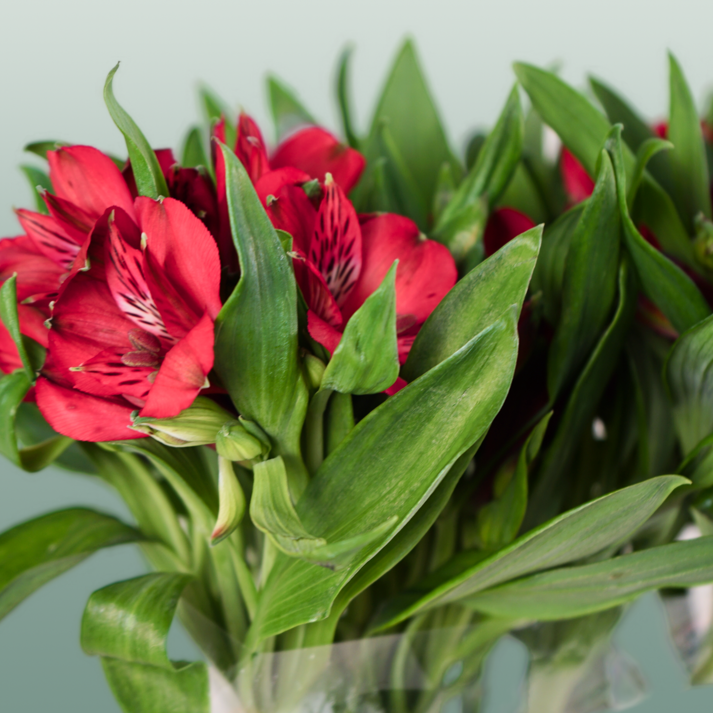 Alstroemeria Nadya