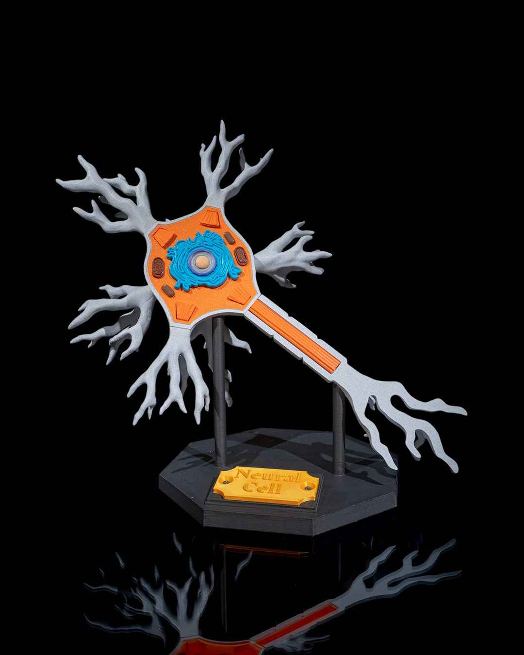 Neural educational model