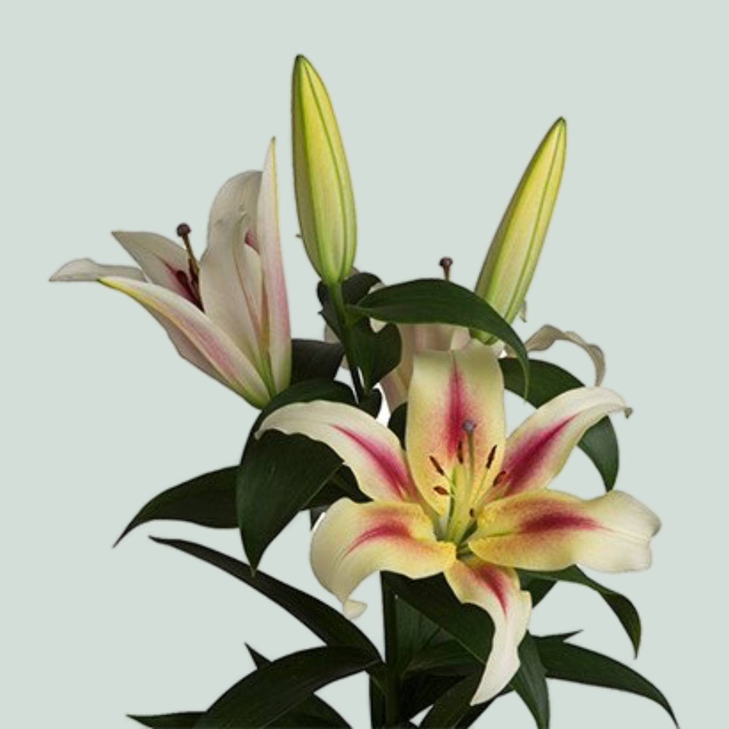 Lily Nymph (OR) (10 Stems)
