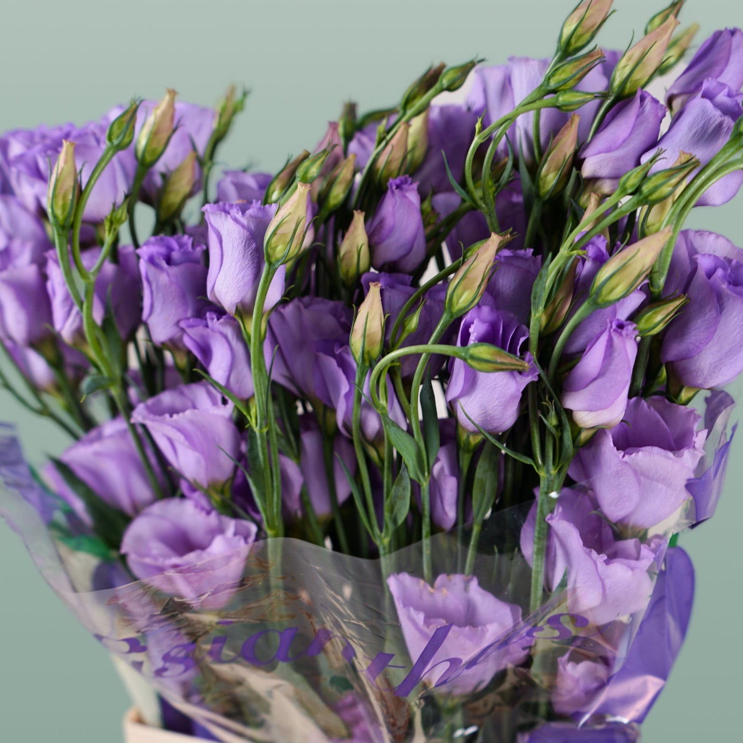 Lavender Eustoma ‘Piccolo’ – 70cm Stems