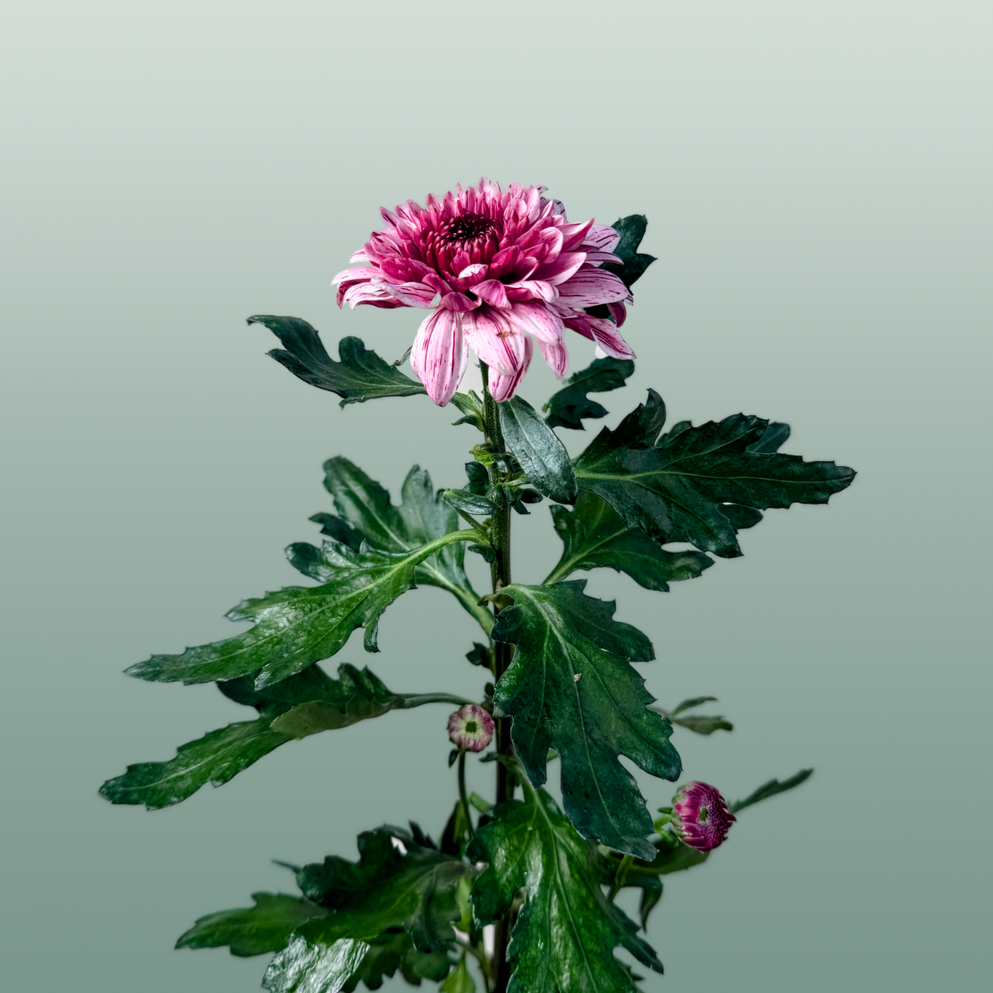 Chrysanthemum G Pip