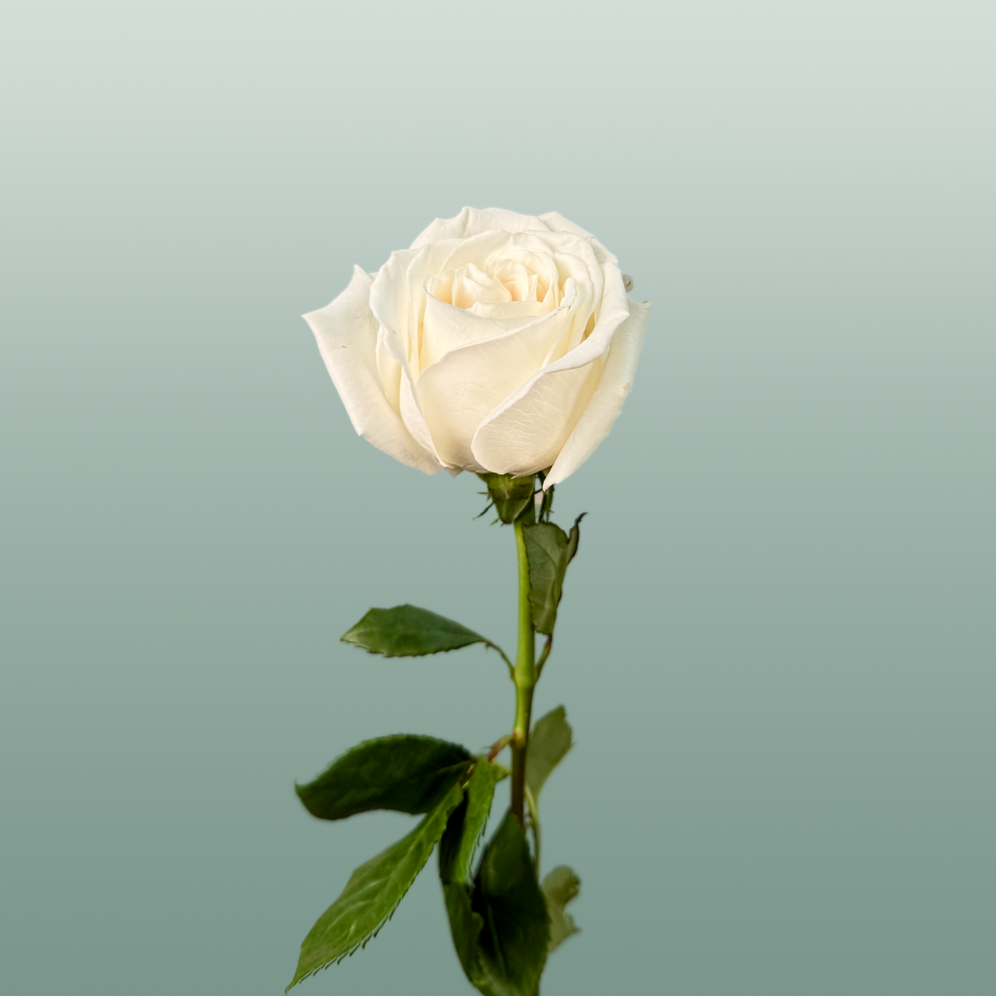 Rose Playa Blanca