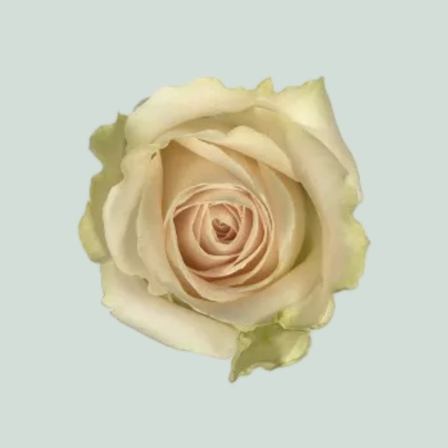 Rose - Rosa - Lovely Avalanche+
