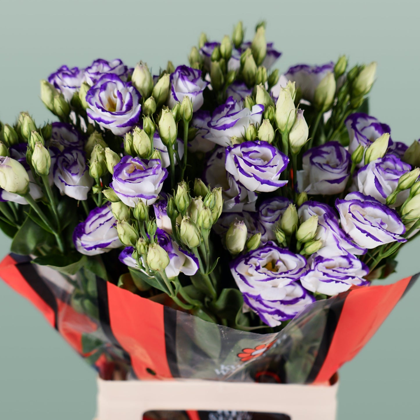 Lisianthus Rosita Blue Picotee