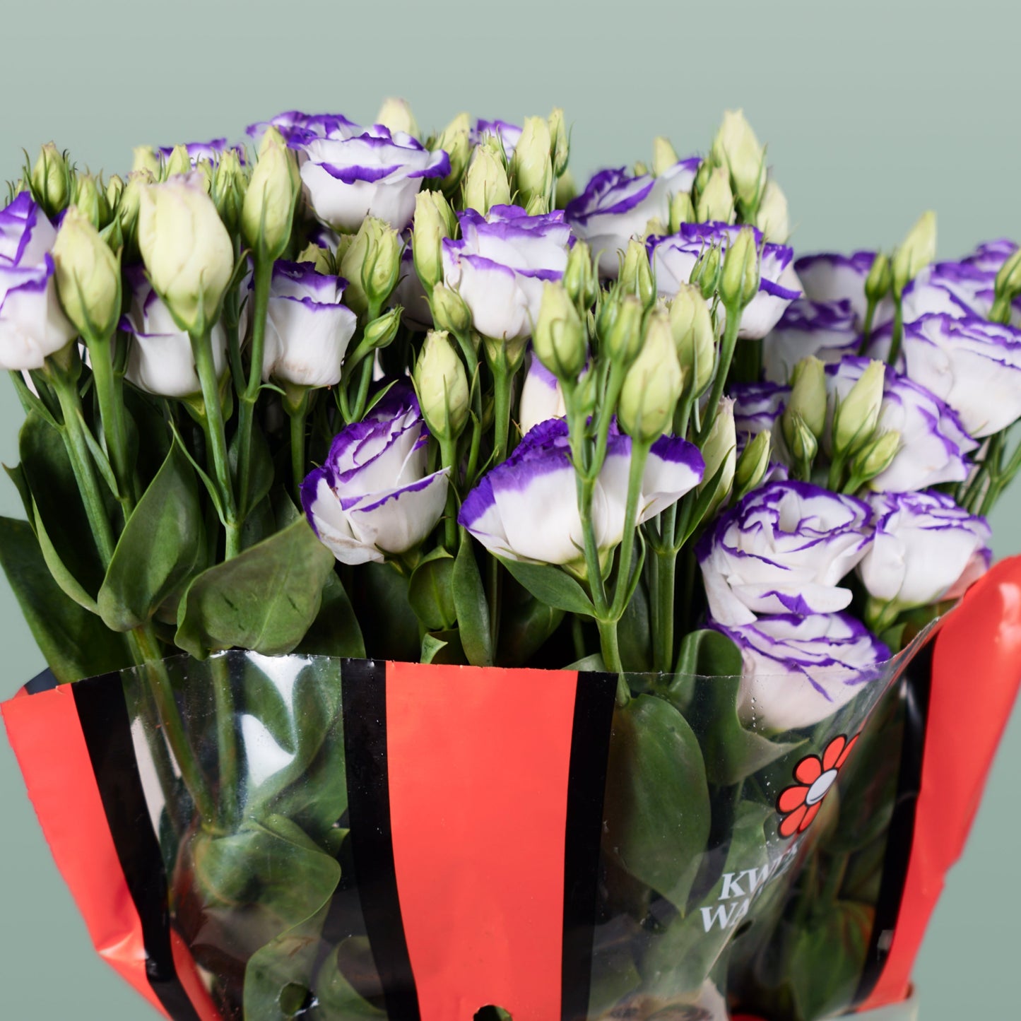 Lisianthus Rosita Blue Picotee