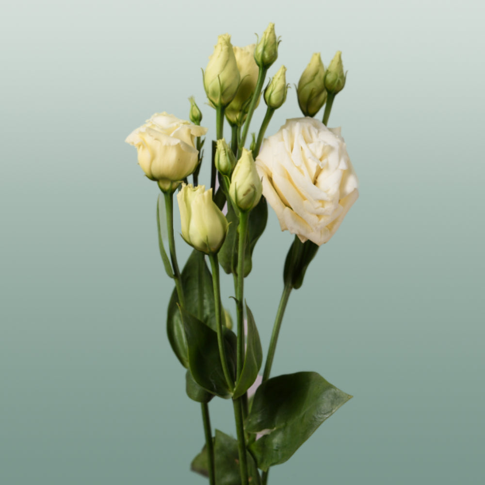 Lisianthus Rosita Yellow