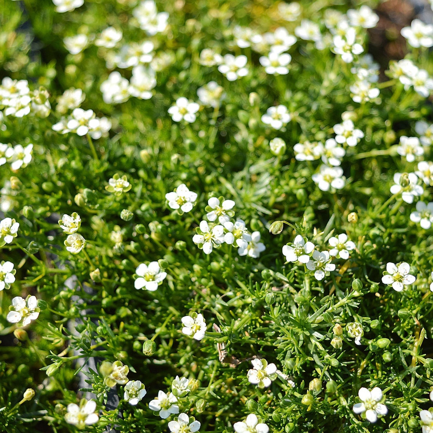 Sagina subulata (Irish Moss) 9cm