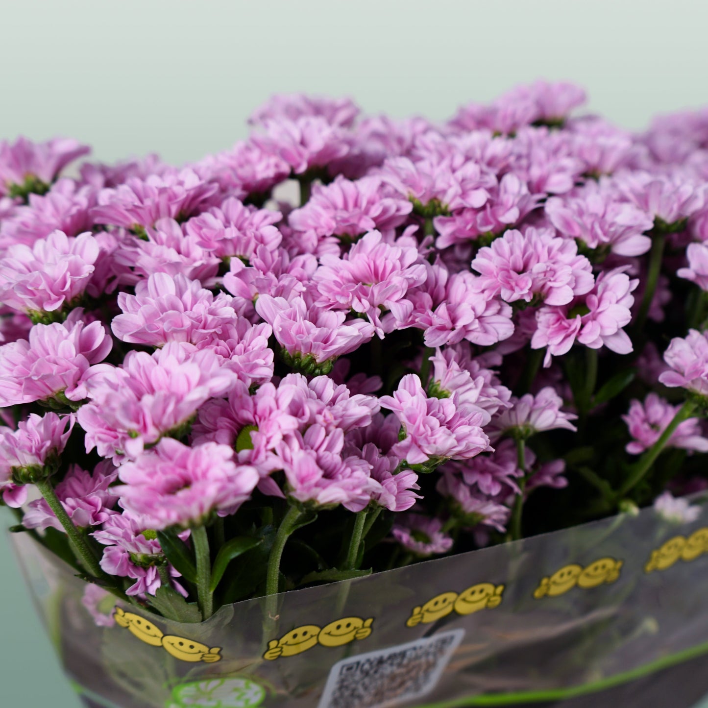 Chrysanthemum Santini Krissi (25 Stems)