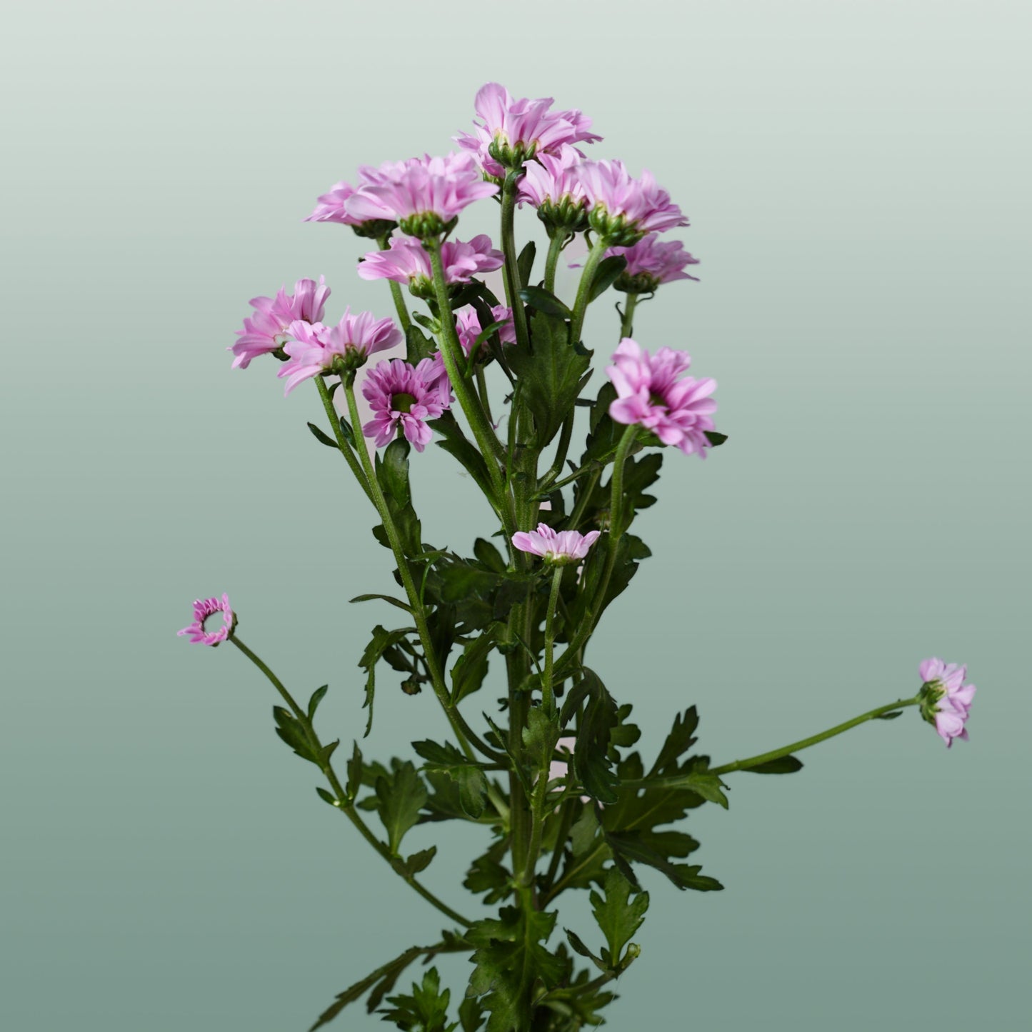 Chrysanthemum Santini Krissi (25 Stems)
